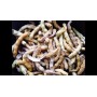Casulas (250gr)